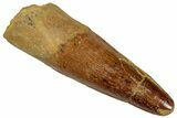 Fossil Spinosaurus Tooth - Real Dinosaur Tooth #305839-1